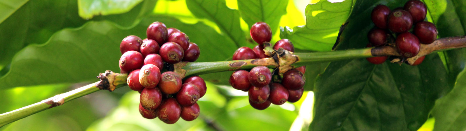 Walk in coffee plantation